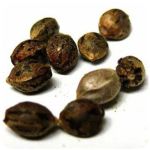 Семена марихуаны АК-47  (Seeds AK-47) в Ангарске